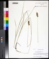 Carex praegracilis image