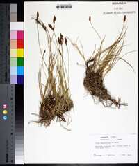 Carex praegracilis image