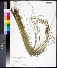 Carex prairea image