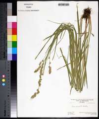 Carex projecta image