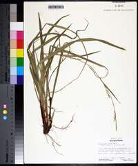 Carex purpurifera image