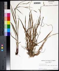 Carex purpurifera image