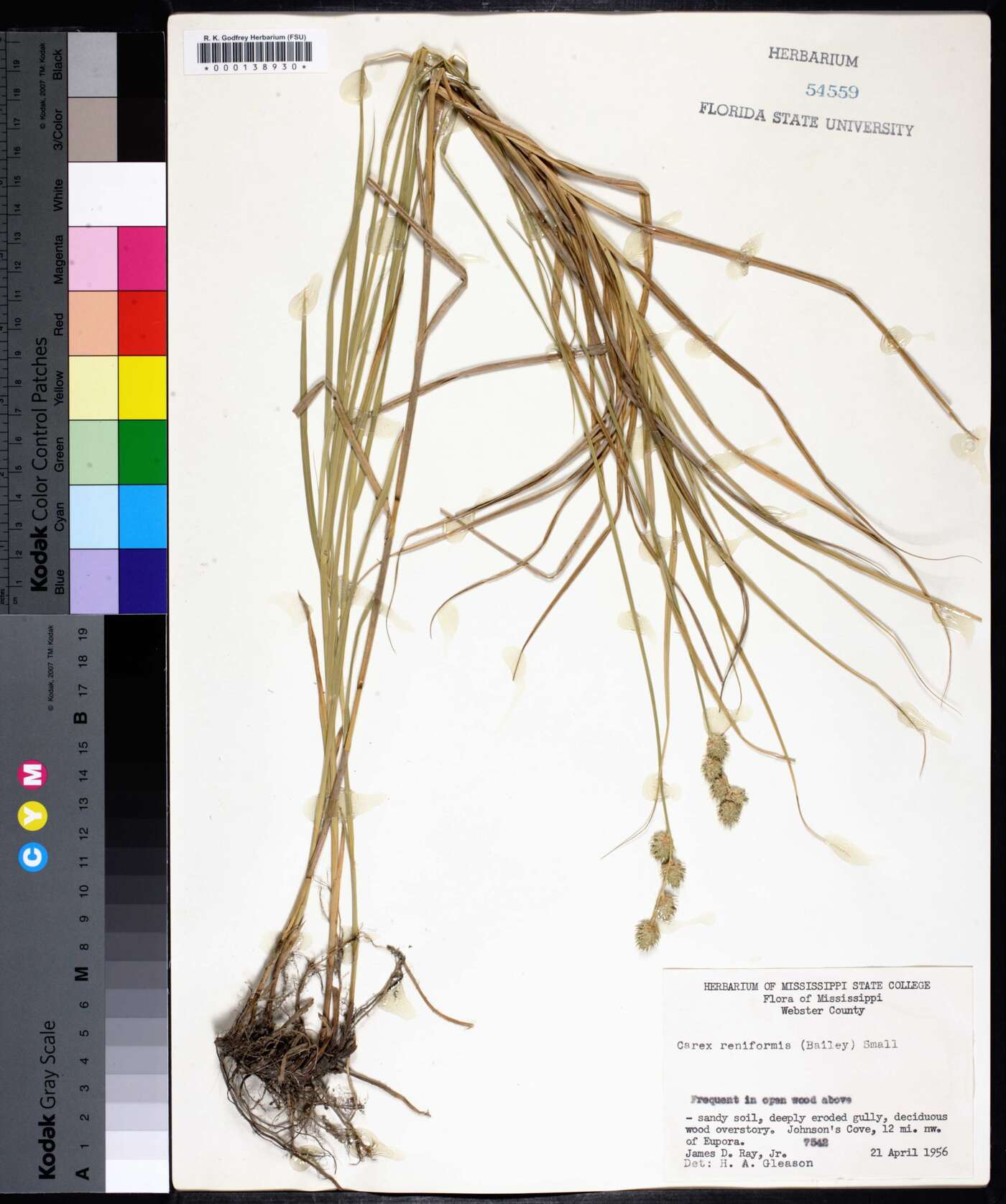 Carex reniformis image