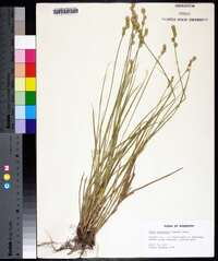 Carex reniformis image