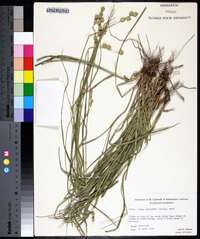 Carex reniformis image