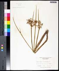 Cyperus haspan image