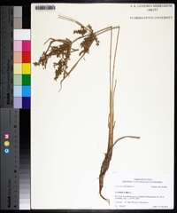 Cyperus iria image