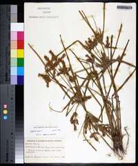 Cyperus iria image