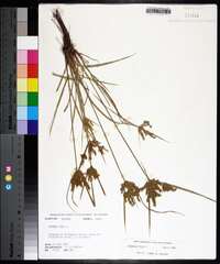 Cyperus iria image