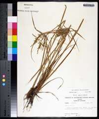 Cyperus iria image