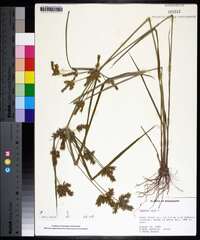 Cyperus iria image