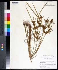 Cyperus iria image