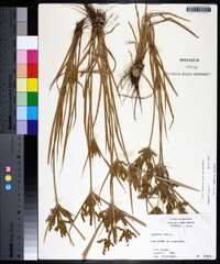 Cyperus iria image