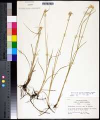 Rhynchospora colorata image