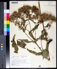 Eupatorium sessilifolium image