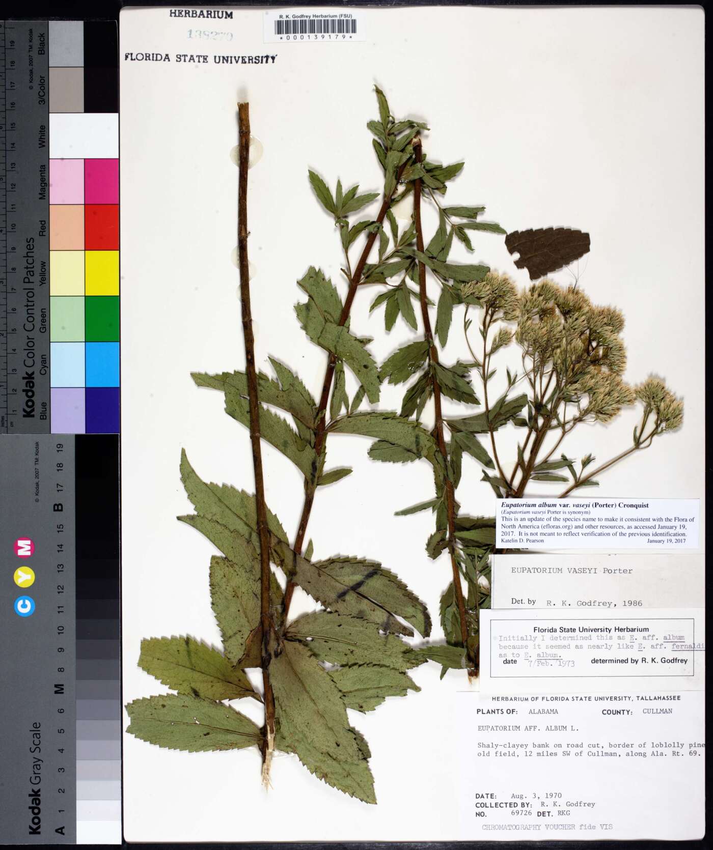 Eupatorium album var. vaseyi image