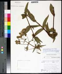 Eupatorium album image