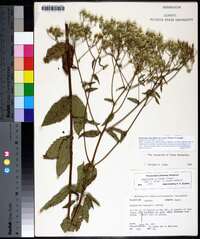 Eupatorium album image