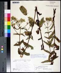 Eupatorium album image