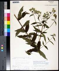 Eupatorium album image