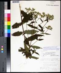 Eupatorium album var. vaseyi image