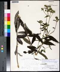 Eupatorium album image