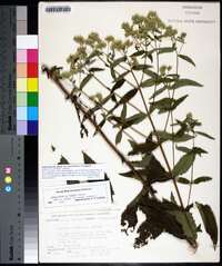 Eupatorium album image