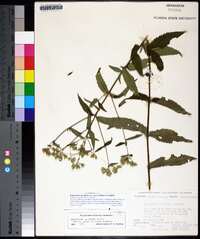 Eupatorium album image