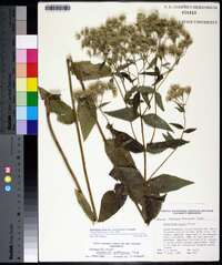 Eupatorium album image