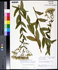 Eupatorium album var. vaseyi image