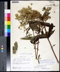 Eupatorium album image