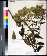 Eupatorium album image