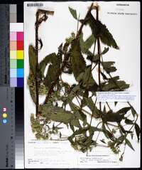 Eupatorium album image