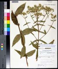 Eupatorium album image