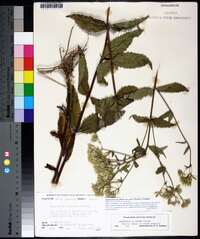 Eupatorium album image