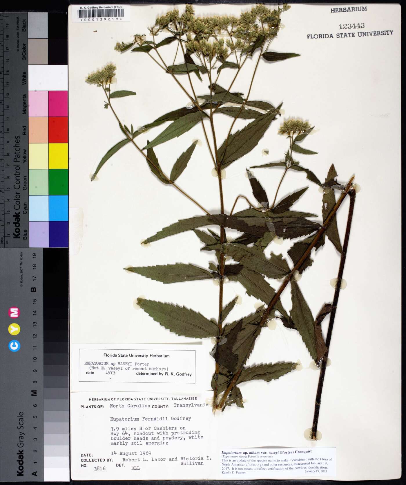 Eupatorium album image