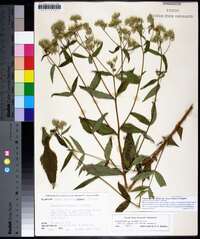 Eupatorium album image