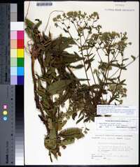 Eupatorium album image