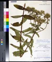 Eupatorium album var. vaseyi image