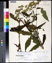 Eupatorium album image