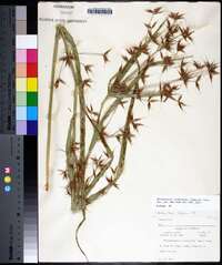 Rhynchospora corniculata image