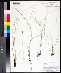 Carex exilis image