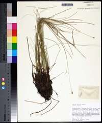 Carex exilis image