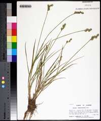 Carex festucacea image