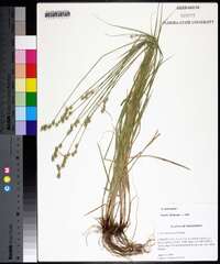 Carex festucacea image