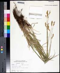 Carex festucacea image