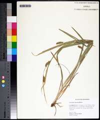 Carex flaccosperma image