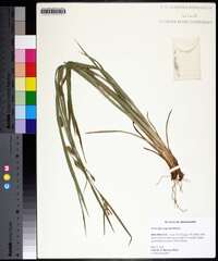 Carex flaccosperma image