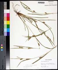 Carex flaccosperma image