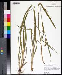 Carex flaccosperma image